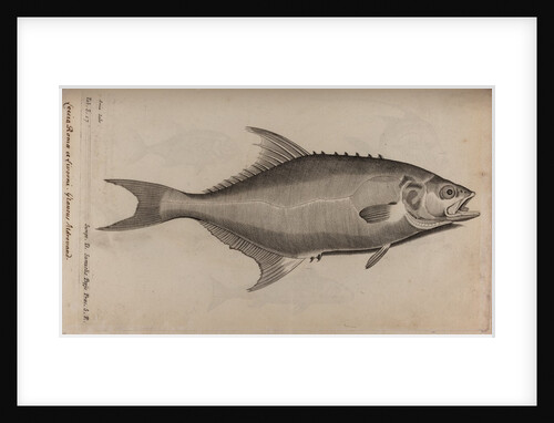 Bowfin by Unknown