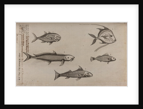 Various fish specimens by Unknown