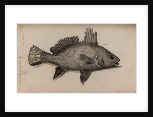 Brown meagre by Unknown