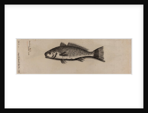 Brown meagre by Unknown