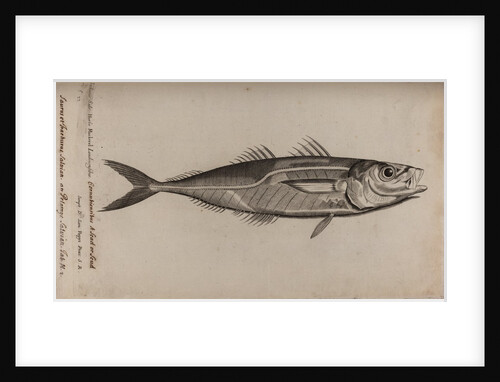 Atlantic horse mackerel by Unknown