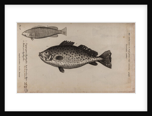 Brazilian fish by Unknown