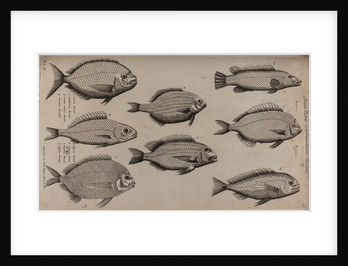 Various fish specimens by Unknown