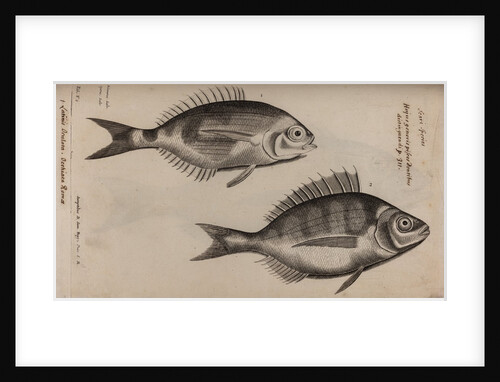 Bream by Unknown