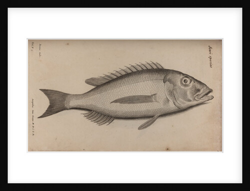 Common dentex by Unknown