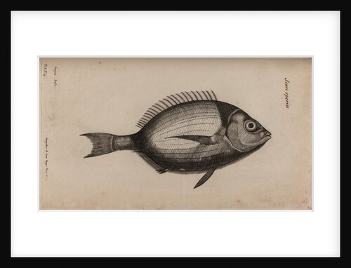 Bream by Unknown