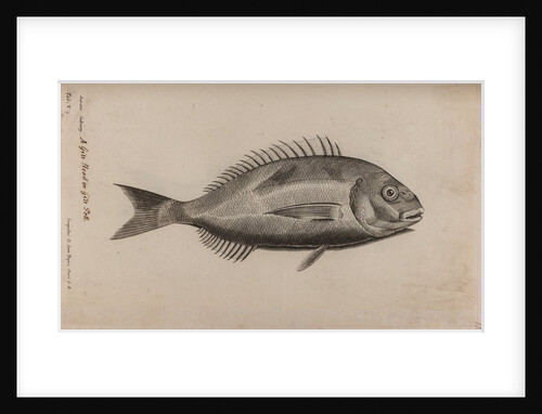 Gilt-head bream by Unknown