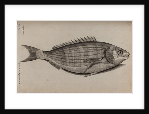Dreamfish by Unknown