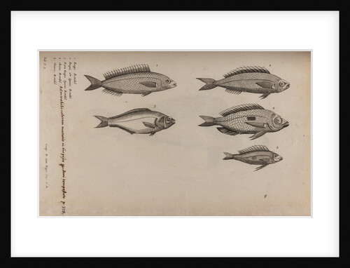 Various fish specimens by Unknown