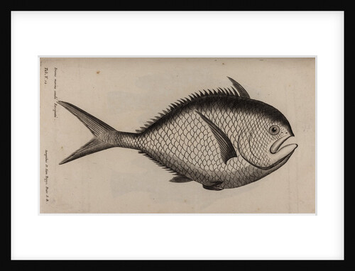 Atlantic pomfret by Unknown