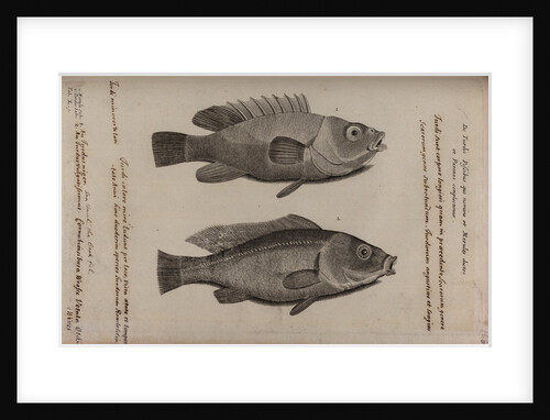 Wrasse by Unknown