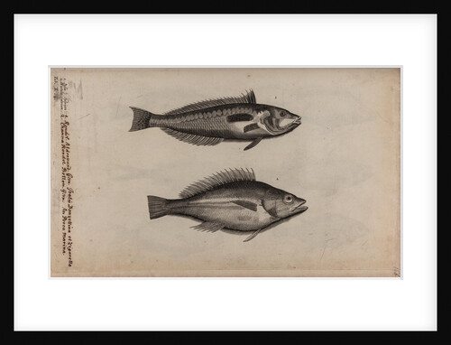 Wrasse by Unknown