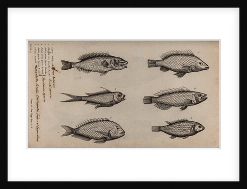 Various fish specimens by Unknown