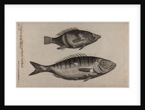 Perch and momyrus by Unknown