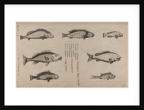 Various fish specimens by Unknown