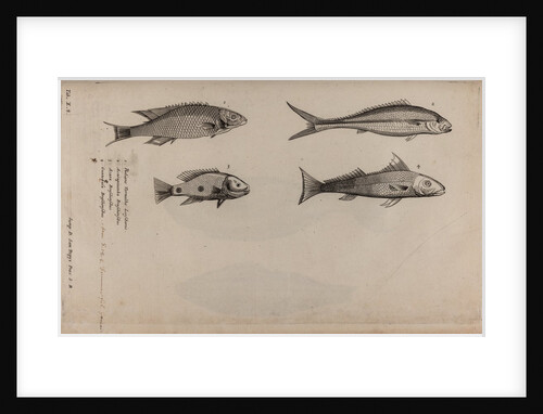 Various fish specimens by Unknown