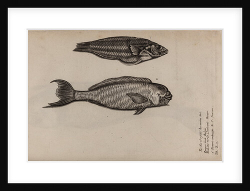 ‘Turdus ab insula’ and ‘Pudiano verde’ by Unknown