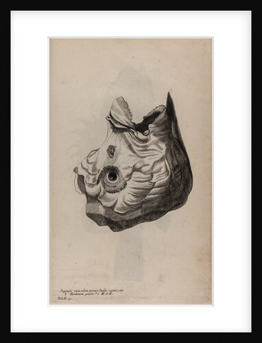 Skull of a parrotfish by Unknown