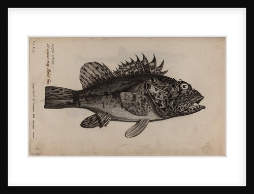Scorpionfish by Unknown