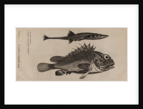 Scorpionfish and stickleback by Unknown
