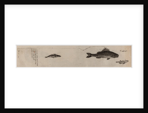 Various fish specimens by Unknown