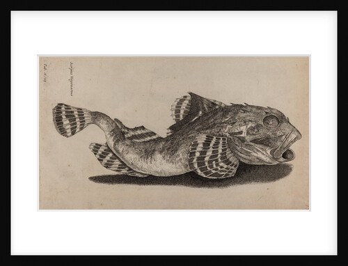 Shorthorn sculpin by Unknown