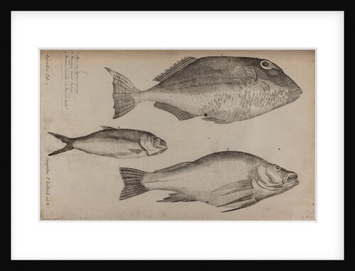 Three fish specimens by Unknown