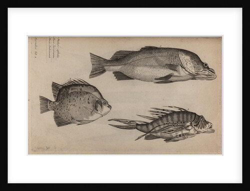 Three fish specimens by Unknown