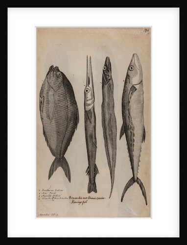 Various fish specimens by Unknown