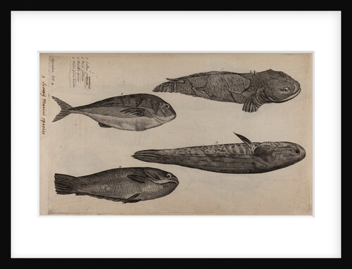Various fish specimens by Unknown