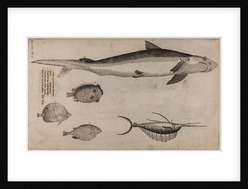 Various fish specimens by Unknown