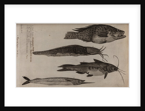 Various fish specimens by Unknown