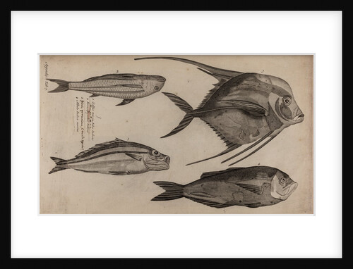 Various fish specimens by Unknown