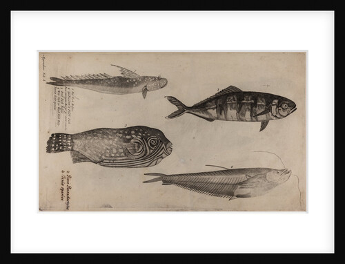 Various fish specimens by Unknown