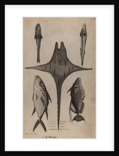 Various fish specimens by Unknown