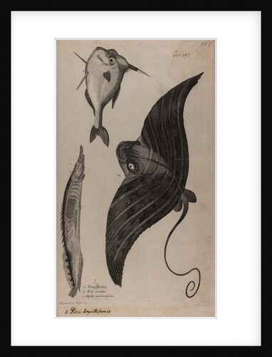 Three fish specimens by Unknown