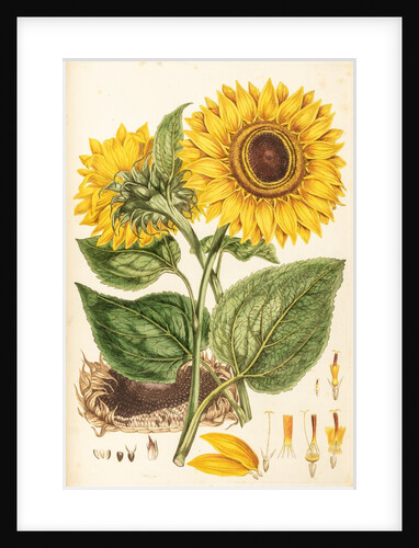 Helianthus by Johann Sebastian Müller