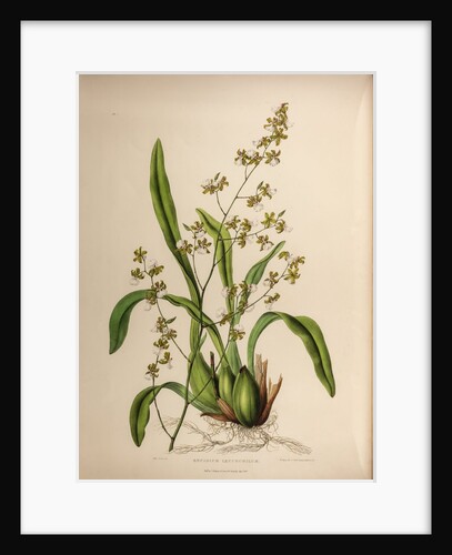 Oncidium leucochilum by Maxim Gauci after Sarah Anne Drake