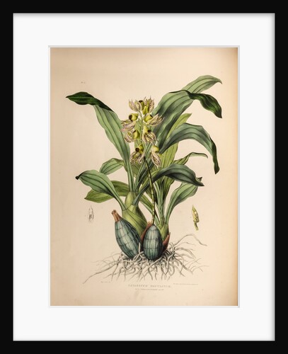 Catasetum maculatum by Maxim Gauci after Sarah Anne Drake