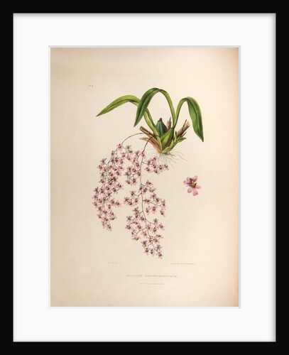 Oncidium ornithorhynchum by Maxim Gauci after Sarah Anne Drake