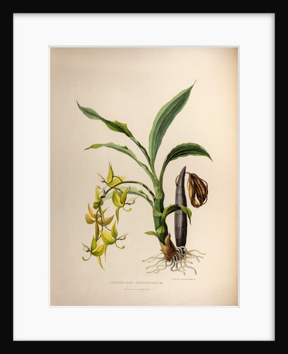 Cycnoches ventricosum by Maxim Gauci