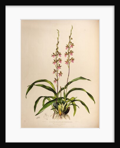 Cyrtochilum bictoniense by Maxim Gauci after Augusta Innes Withers
