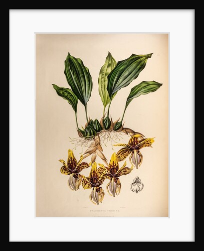 Stanhopea tigrine by Maxim Gauci after Augusta Innes Withers