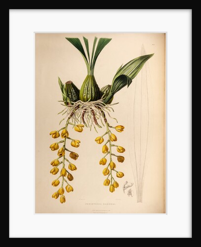 Peristeria barkeri by Maxim Gauci after Augusta Innes Withers