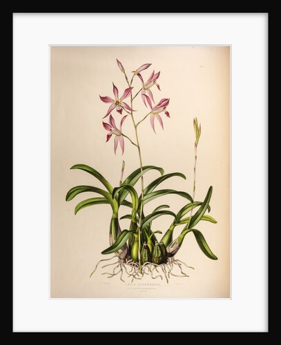Laelia autumnalis by Maxim Gauci after Augusta Innes Withers