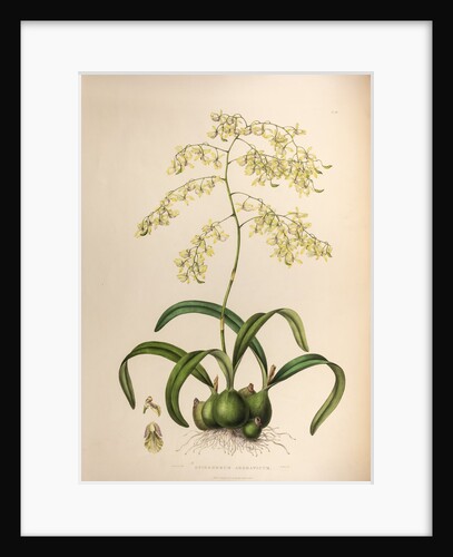Epidendrum aromaticum by Maxim Gauci after Sarah Anne Drake