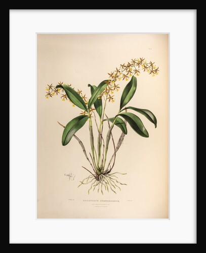 Epidendrum stamfordianum by Maxim Gauci after Augusta Innes Withers