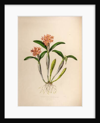 Epidendrum aurantiacum by Maxim Gauci after Augusta Innes Withers