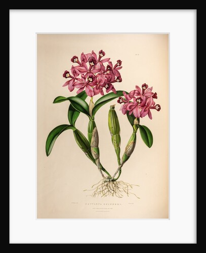 Cattleya skinneri by Maxim Gauci after Augusta Innes Withers