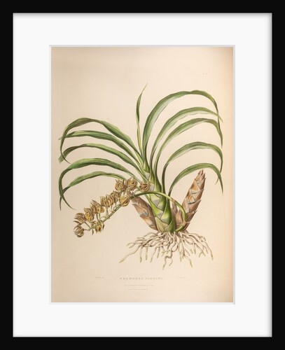 Mormodes pardine by Maxim Gauci after Augusta Innes Withers